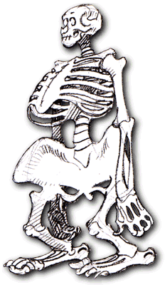 Skelett von Obelix